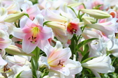 Enlarge photo 80