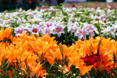 Enlarge photo 79