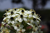 Enlarge photo 76
