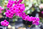 Enlarge photo 71