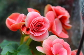 Enlarge photo 57