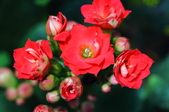 Enlarge photo 50