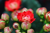 Enlarge photo 48