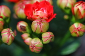 Enlarge photo 45