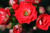 Enlarge photo 44