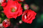 Enlarge photo 42