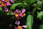 Enlarge photo 37