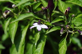 Enlarge photo 33