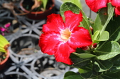 Enlarge photo 32