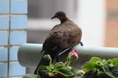 Enlarge photo 33