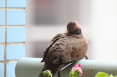 Enlarge photo 32