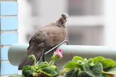 Enlarge photo 29