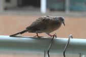 Enlarge photo 26