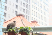 Enlarge photo 10