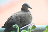 Enlarge photo 3