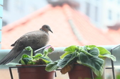 Enlarge photo 2