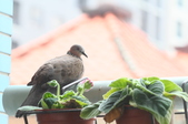 20150430陽台鳥