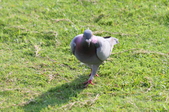 Enlarge photo 136