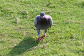 Enlarge photo 135
