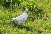 Enlarge photo 134