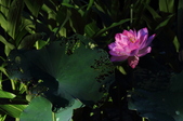Enlarge photo 135