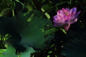 Enlarge photo 132