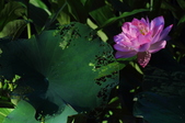 Enlarge photo 130