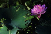 Enlarge photo 131