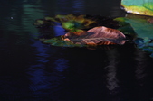 Enlarge photo 127
