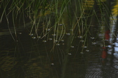 Enlarge photo 126