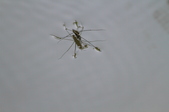 Enlarge photo 124