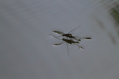 Enlarge photo 123