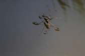 Enlarge photo 120