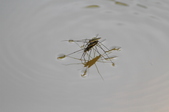 Enlarge photo 118