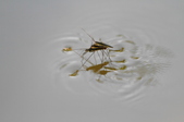 Enlarge photo 117