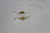 Enlarge photo 115