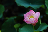 Enlarge photo 113