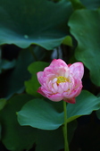Enlarge photo 111