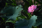 Enlarge photo 112