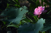 Enlarge photo 110