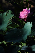 Enlarge photo 109