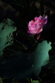 Enlarge photo 107