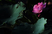 Enlarge photo 108