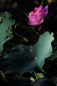 Enlarge photo 106