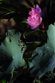 Enlarge photo 105