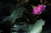 Enlarge photo 104