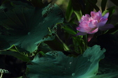 Enlarge photo 103