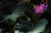 Enlarge photo 102