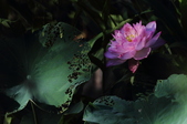 Enlarge photo 100