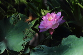Enlarge photo 99